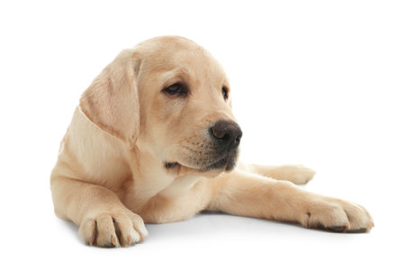 Cute yellow labrador retriever puppy isolated on whiteの写真素材