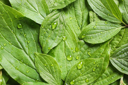 Green leaves with dew as background, top view