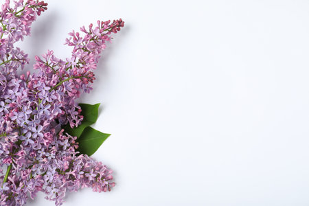 Blossoming lilac flowers on white background, top viewの写真素材