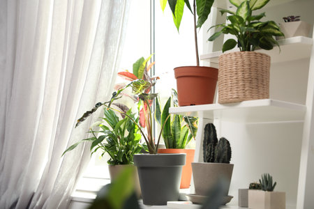 Different green potted plants near window at homeの写真素材
