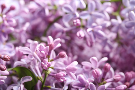 Beautiful blossoming lilac as background, closeup. spring flowersの写真素材