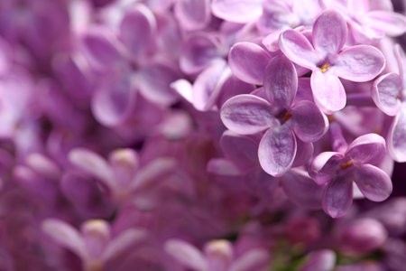 Beautiful blossoming lilac flowers on blurred background, closeup. Space for textの写真素材