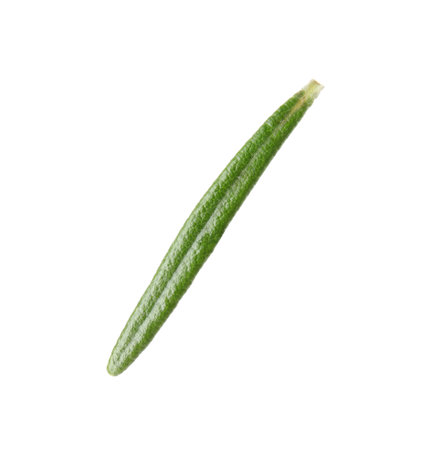 Fresh green rosemary leaf on white backgroundの写真素材