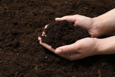 Woman holding fertile soil in hands, closeup. gardening seasonの写真素材