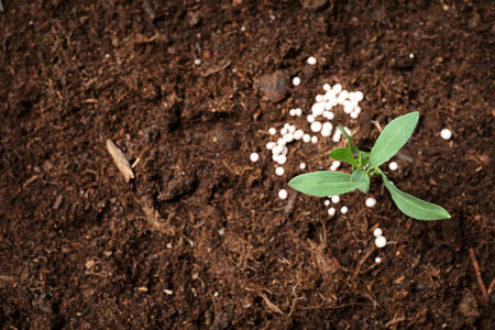 Green plant in soil and chemical fertilizer, above view with space for text. gardening season