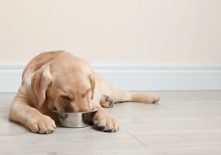 Cute yellow labrador retriever puppy eating from bowl on floor indoors. Space for textの写真素材