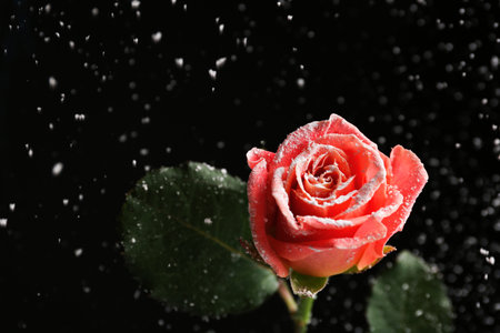 Beautiful pink rose in snow against black background, space for textの写真素材