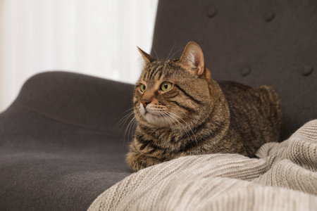 Cute striped cat lying on sofa with plaid