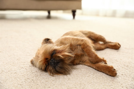 Studio portrait of funny Brussels Griffon dog sleeping on carpet at homeの写真素材
