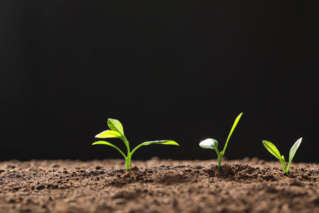 Fresh green seedlings growing on black background, space for textの写真素材