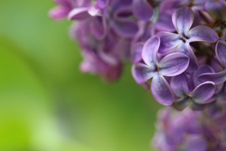 Beautiful blossoming lilac flowers on blurred background, closeup. Space for text