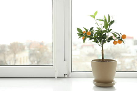 Potted citrus tree on windowsill indoors. Space for textの写真素材