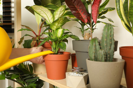 Woman watering indoor plants near wall at home, closeupの写真素材