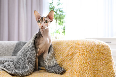 Adorable Sphynx cat under blanket on sofa at home, space for text. Cute friendly petの写真素材