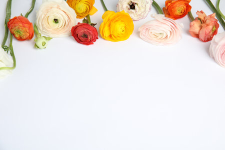 Beautiful spring ranunculus flowers on white backgroundの写真素材