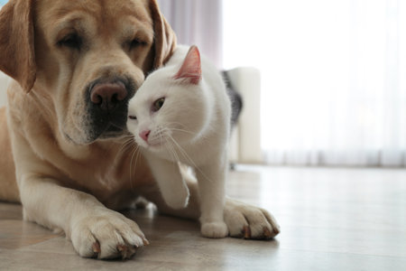 Adorable dog and cat together on floor indoors, closeup with space for text. friends foreverの写真素材