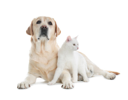 Adorable dog and cat together on white background. friends foreverの写真素材