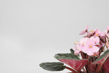 Saintpaulia home plant on gray background, space for textの写真素材