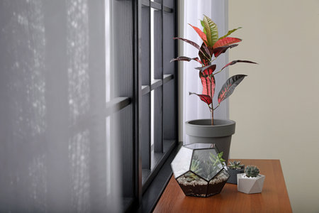 Different green plants on window sill at home