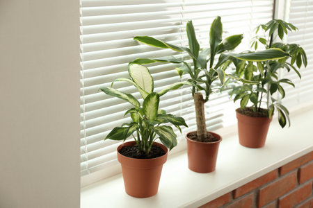 Different potted plants on sill near window blindsの写真素材