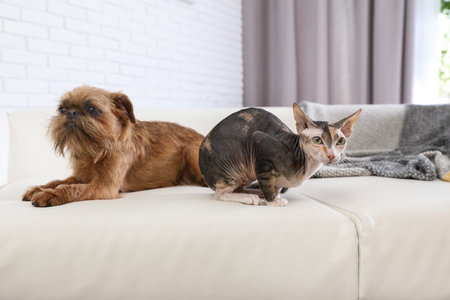 Adorable dog and cat together on sofa at home. friends foreverの写真素材