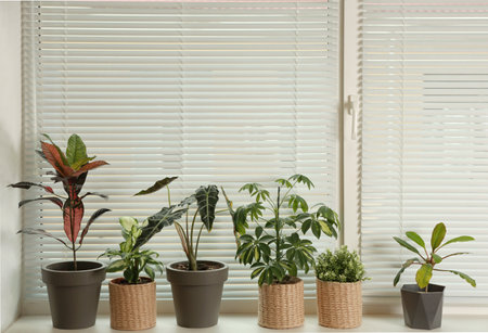 Different potted plants on sill near window blinds. Space for textの写真素材