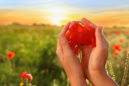 Woman holding red poppy flower in field at sunset, closeupの写真素材