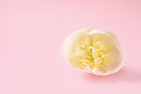 Fragrant peony on color background, space for text. beautiful spring flowerの写真素材
