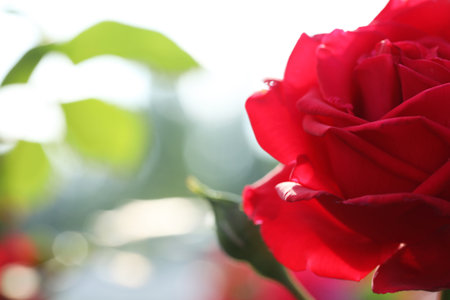 Closeup view of beautiful blooming rose against blurred background, space for textの写真素材