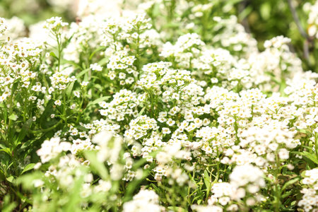 Beautiful spring flowers in garden on sunny day