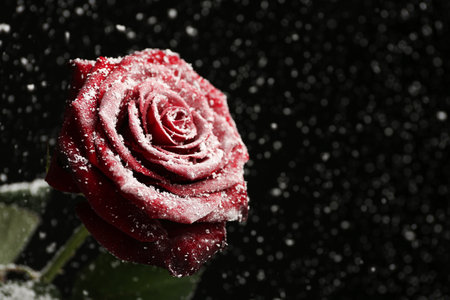 Beautiful rose in snow against black background, space for textの写真素材