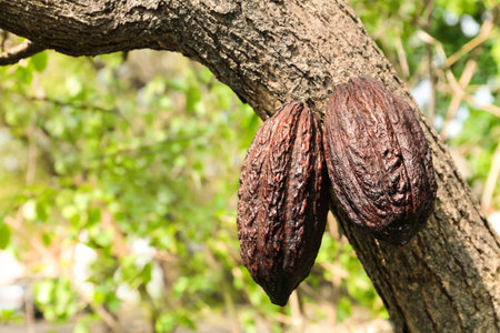 Close up view of cocoa tree with podsの写真素材