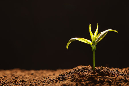 Young seedling in soil on black background, space for textの写真素材