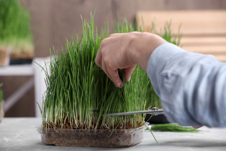 Woman cutting sprouted wheat grass with scissors at table, closeupの写真素材