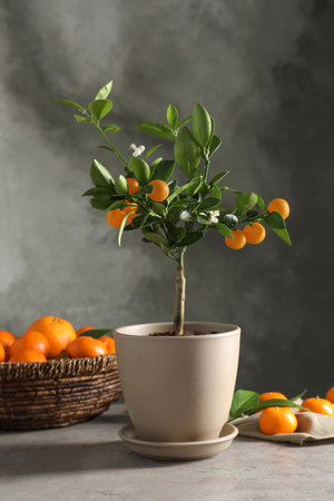 Potted citrus tree and fruits on table against gray backgroundの写真素材
