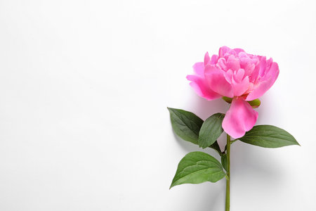 Beautiful peony flower on white background, top viewの写真素材