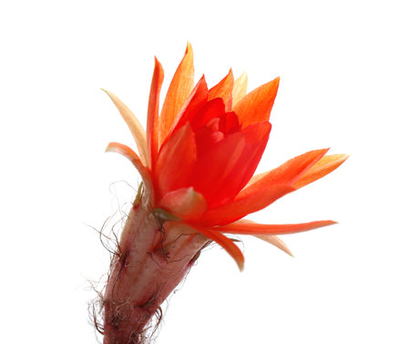 Cactus (Echinopsis chamaecereus) with beautiful red flower on white background, closeupの写真素材