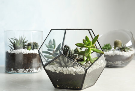 Glass florariums with different succulents on tableの写真素材
