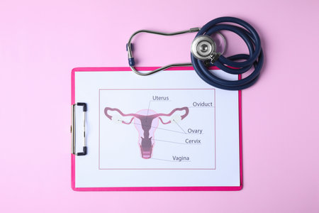 Picture of female reproductive system with stethoscope on color background, flat lay. Gynecological careの写真素材