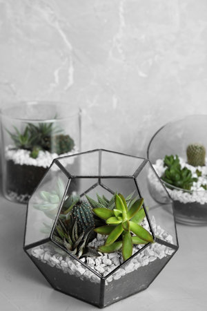 Glass florariums with different succulents on table against gray background, space for textの写真素材