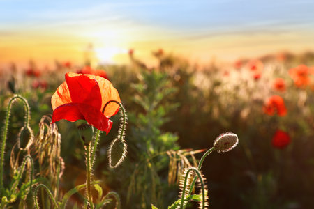 Beautiful blooming red poppy in the field at sunset. Space for textの写真素材