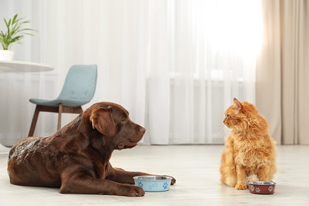 Cat and dog with feeding bowls together indoors. fluffy friendsの写真素材