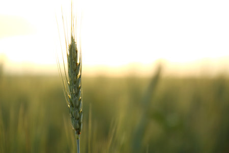 Wheat field at sunset, closeup with space for text. Amazing nature in summerの写真素材