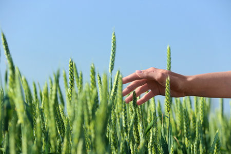 Woman in wheat field on sunny summer day, closeup on hand. amazing nature