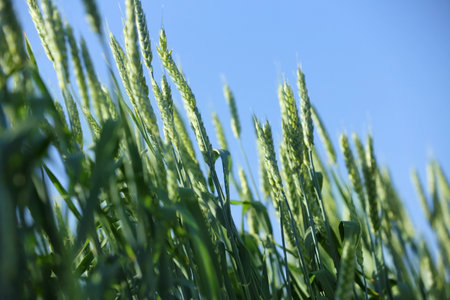 Wheat field on sunny day. Amazing nature in summerの写真素材
