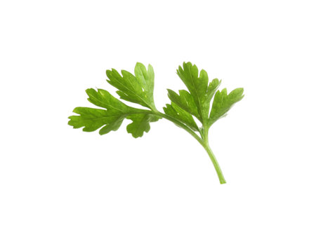 Leaves of fresh tasty parsley on white backgroundの写真素材