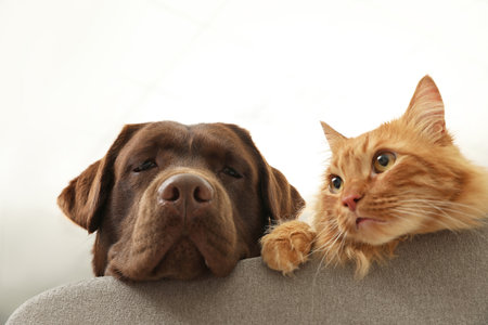 Cat and dog together on sofa indoors. fluffy friendsの写真素材