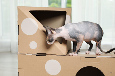 Cute sphynx cat on cardboard house in room. friendly pet