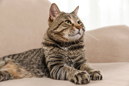 Cute tabby cat lying on sofa indoors. friendly petの写真素材