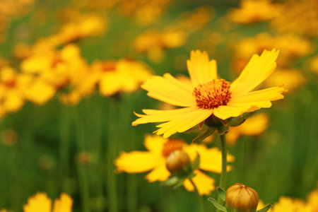 Closeup view of amazing summer flowers, space for text. beautiful nature